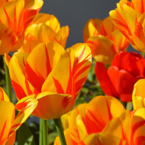 Nationale Tulpendag