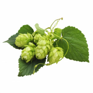 Hopbellen Galena 2018 5 kg